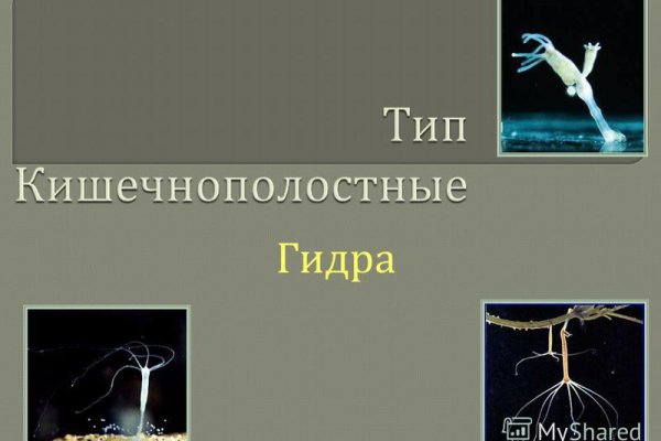 Кракен зеркало орион