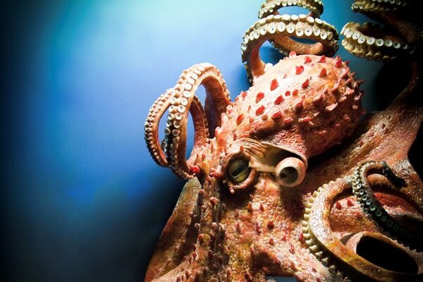 Kraken tor зеркало